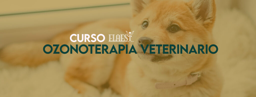 Curso de Ozonoterapia Veterinaria Cuernavaca