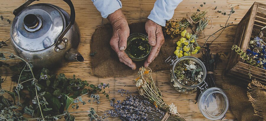 Herbolaria Fundamentos de las Plantas Medicinales