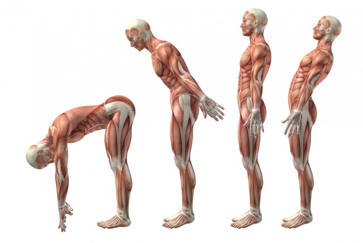 Fisiología Humana y la Homeostasis: Un Viaje hacia el Equilibrio Interno