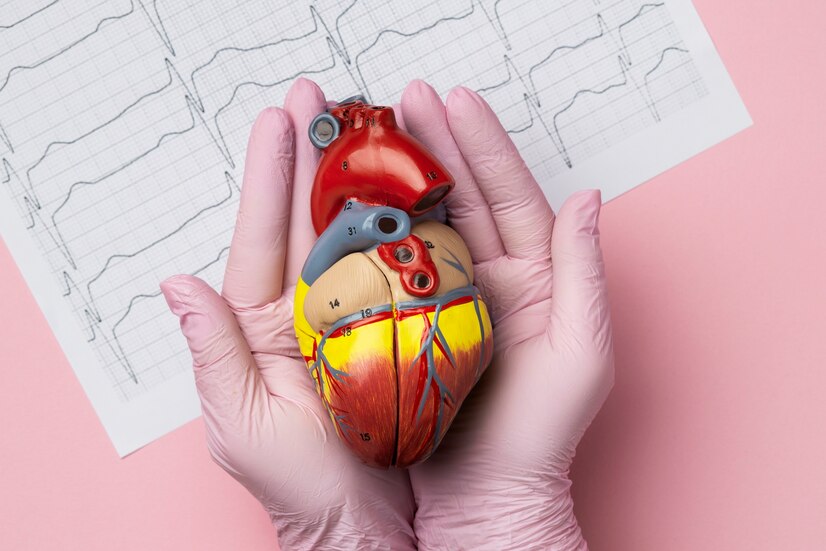 Explorando la Estructura Cardíaca: Un Viaje al Interior del Corazón