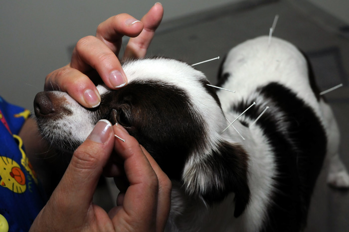 Acupuntura en las mascotas ELAESI