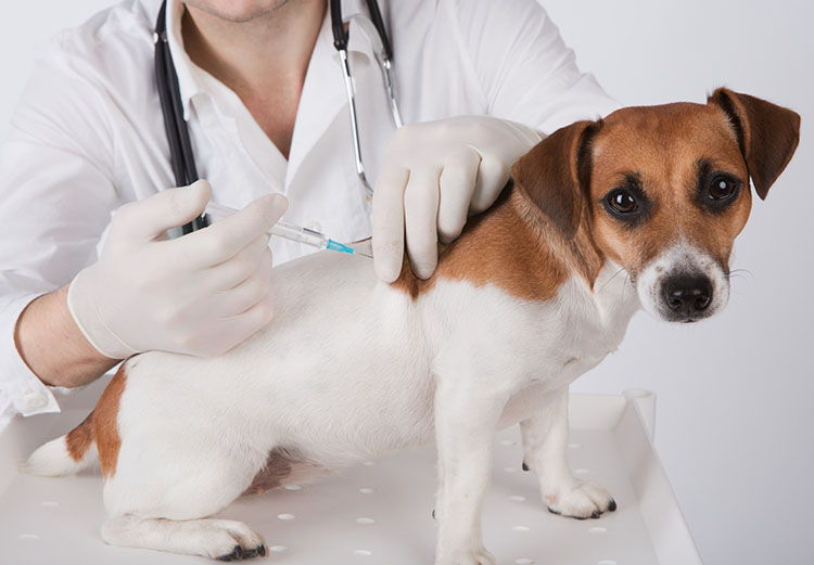 terapia neural en las mascotas