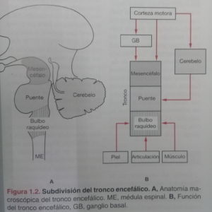 funcionamiento de la Biomecánica