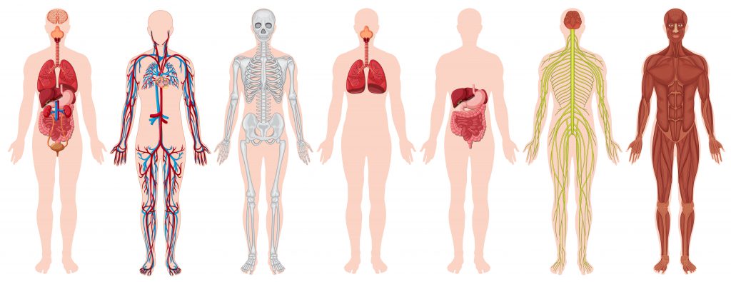 la anatomía en la quiropráctica