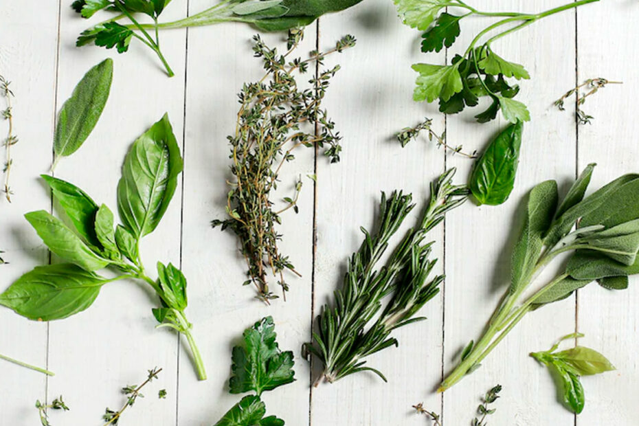 herbolaria y plantas medicinales