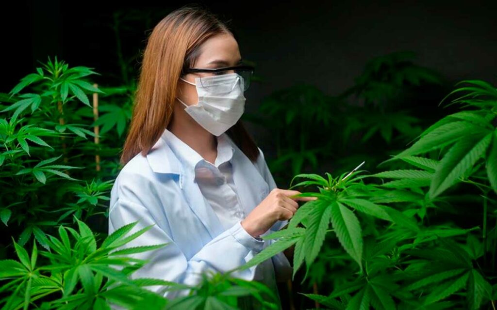 es legal la medicina cannabica