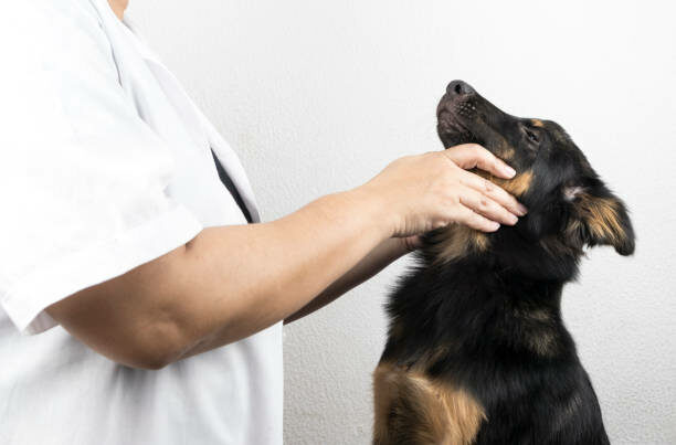 diplomado de acupuntura veterinaria cdmx