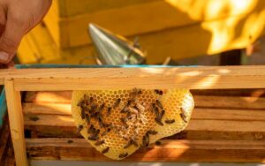 abejas y apiterapia