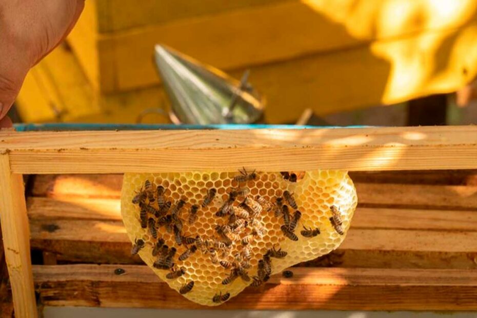 abejas y apiterapia