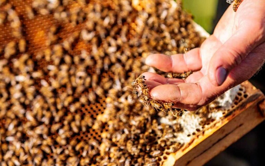 abejas listas para ser unadas en apiterapia