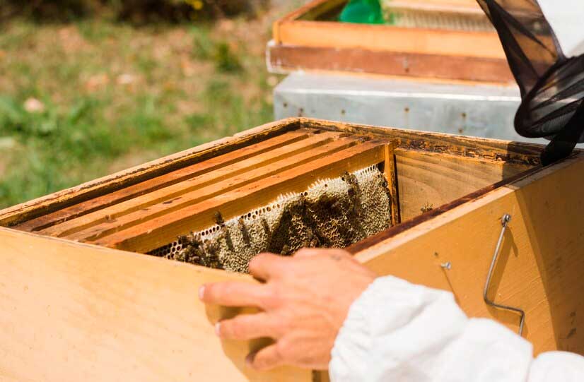 panal de abejas usadas en apiterapia