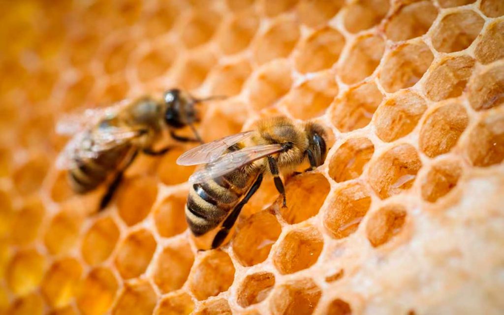 abeja para apiterapia