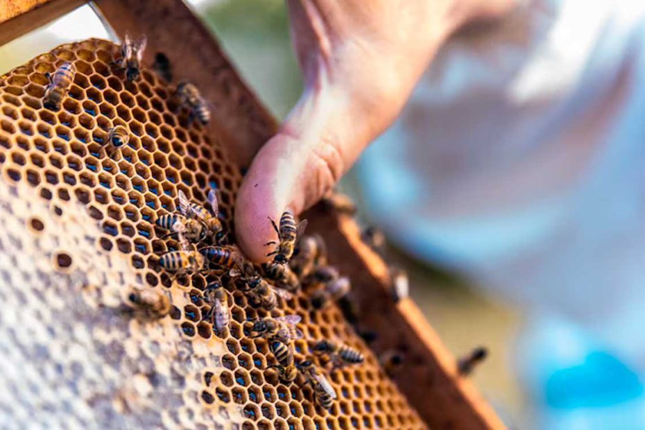 tratamiento de apiterapia con veneno de abeja