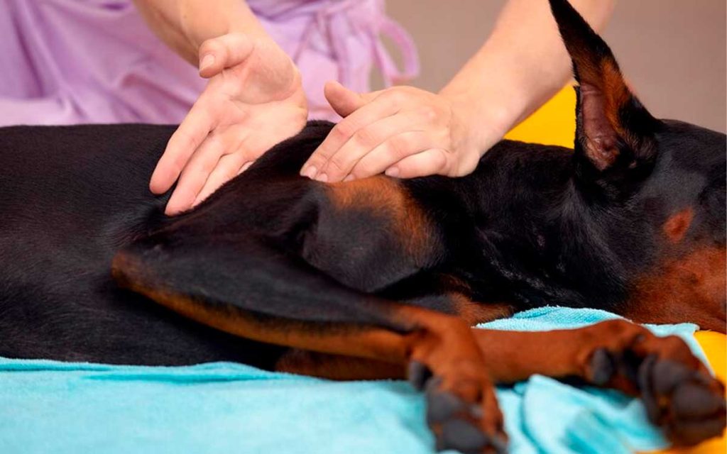 perrito con acupuntura veterinaria