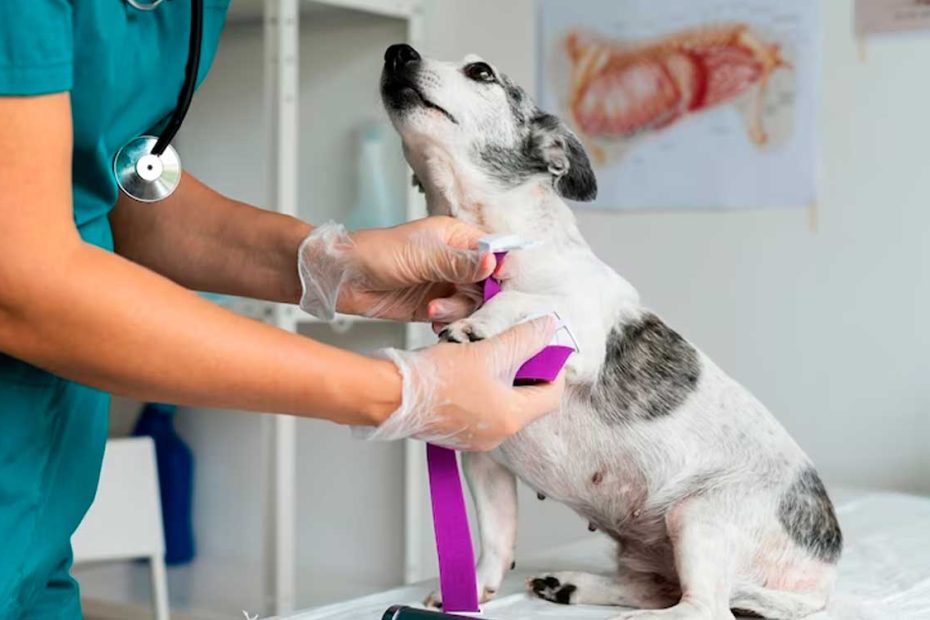 beneficios acupuntura veterinaria