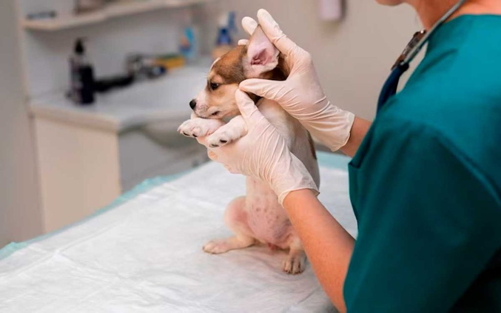 atencion a animales con acupuntura veterinaria