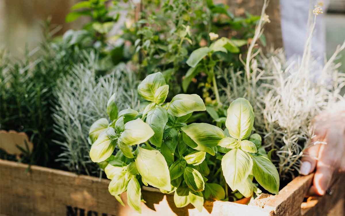 uso de diferentes plantas en la herbolaria a lo largo del tiempo