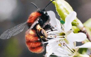 abejas como parte de la apiterapia