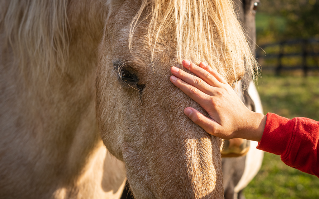 ¡Ven y conoce nuestro Diplomado en Acupuntura Veterinaria!