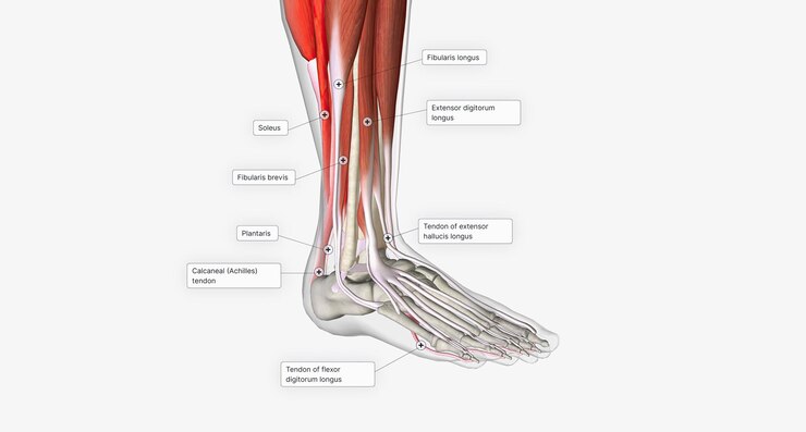 Imagen recuperada de freepik