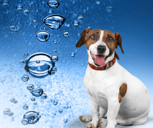 "alt(ozonoterapia-veterinaria)"