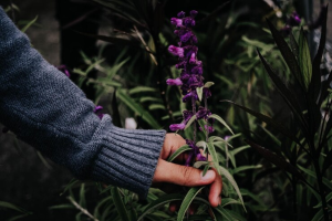 alt"esencias-florales"